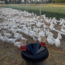 綠綠花卉有機肥料廠 以自然之根，育綠色之美